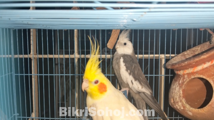 কোকাটেল/Cockatail